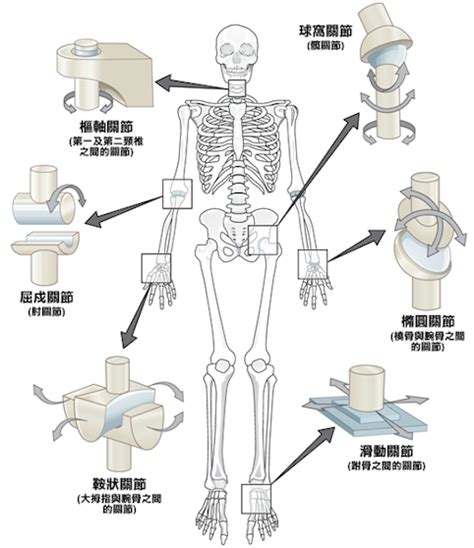 屈戌關節